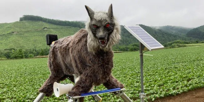Lobo robô para espantar ursos cresce em demanda no Japão com uso de IA e tecnologia avançada