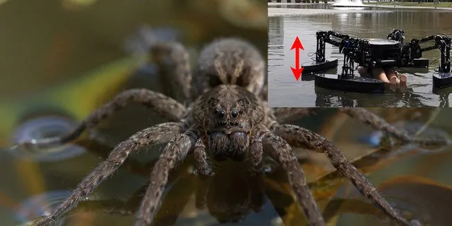 Robô-aranha QuadBoat promete avançar em resgate aquático com tecnologia inovadora