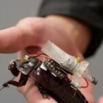 Imagem destacada – Baratas ciborgues com inteligência artificial avançam na tecnologia para resgate em desastres